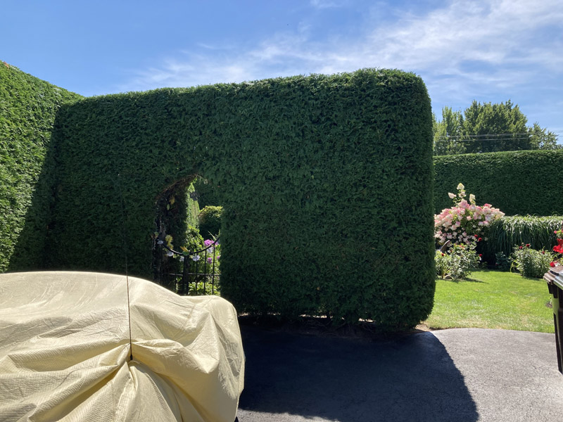 Installation de haie de cèdres à Bromont et Granby – Vert Pelouse