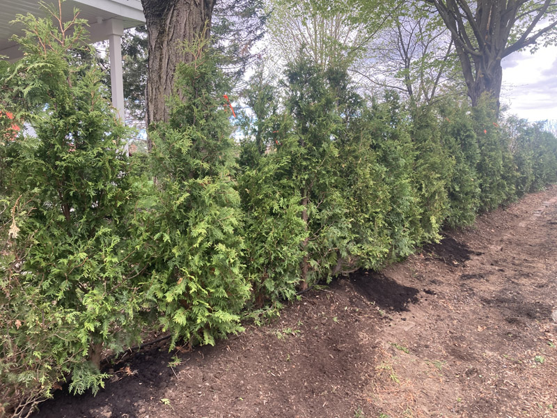 Installation de haie de cèdres à Bromont et Granby – Vert Pelouse