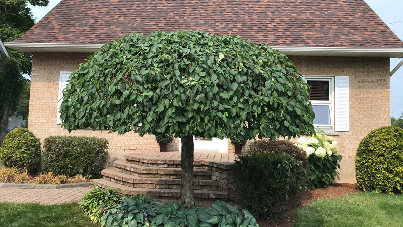 Ouverture de terrain printemps en Estrie – Vert Pelouse