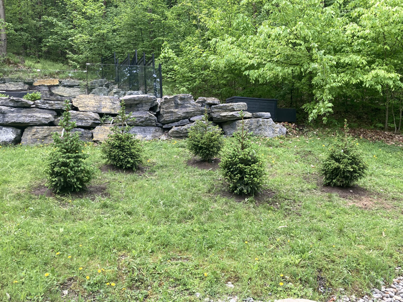 Plantation d'arbres et arbustes en Estrie – Vert Pelouse