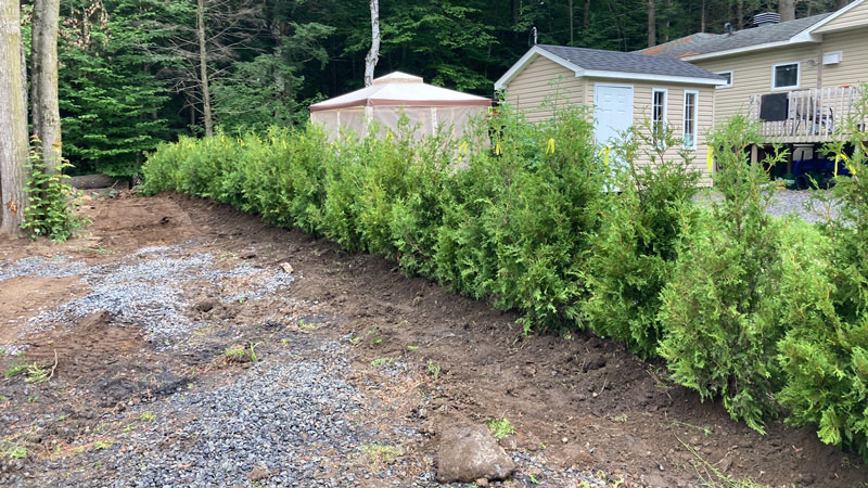 Plantation d'arbres et arbustes en Estrie – Vert Pelouse