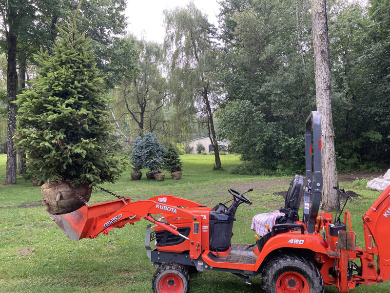 Installation d'arbres et arbustes