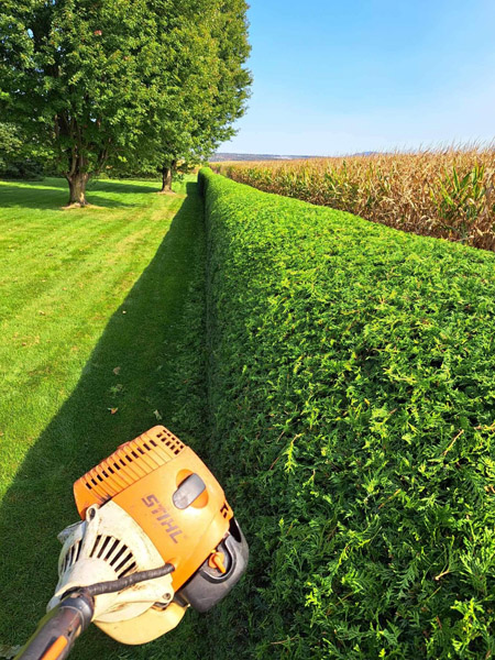Taille de haie de cèdres uniforme à Granby et Shefford – Vert Pelouse